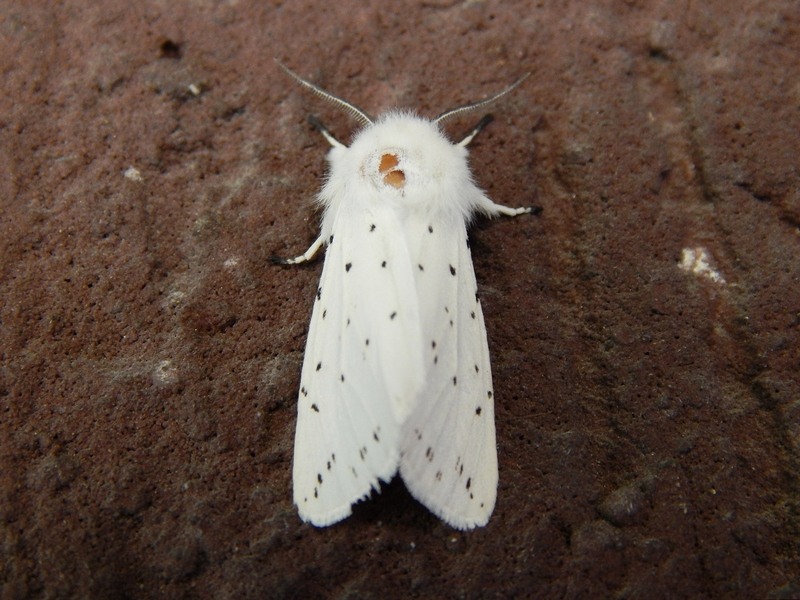 Spilosoma lubricipeda?